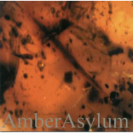 FROZEN IN AMBER