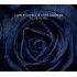 BLUE ROSE