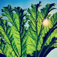 GUNNERA