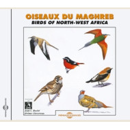 OISEAUX DU MAGHREB