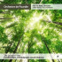 SOUND OF TREES