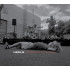 POP SONGS FOR A DYING PLANET