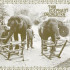 THAI ELEPHANT ORCHESTRA