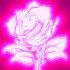 ROSE FLUO
