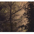 HERBSTPFAD