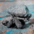 COMPASSION