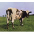 ATOM HEART MOTHER