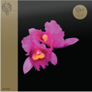 ORCHID
