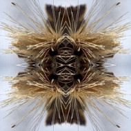 SUTRA