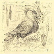 ACCIDENTAL ORNITHOLOGY