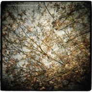 THISTLED SPRING