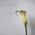 CALLA LILY