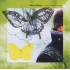 OPHIUCHUS BUTTERFLY
