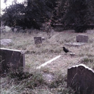 7-SUPER CADAVER