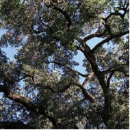 TREES