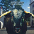 MEZCAL HEAD