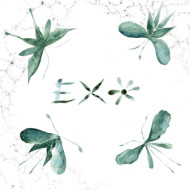 EXO