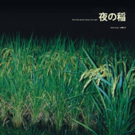 RICE FIELD SILENTLY RIPING IN THE NIGHT