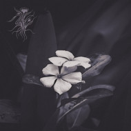 EPHEMERAL