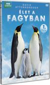 ÉLET A FAGYBAN 1. (DVD) | Lemezkuckó CD bolt